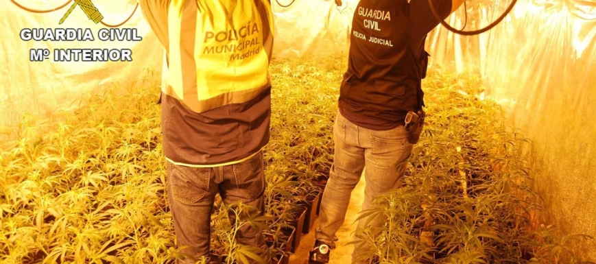 marihuana