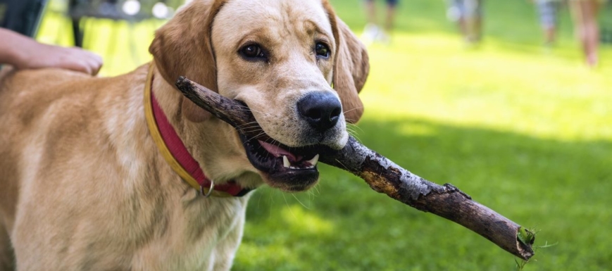 perro