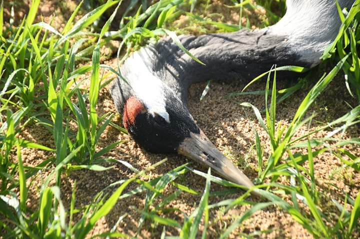 grulla_muerta_tendido_electrico1