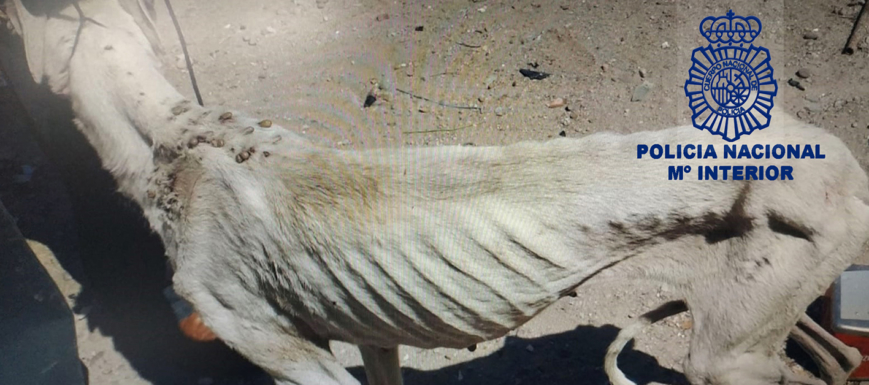 perros_maltratados
