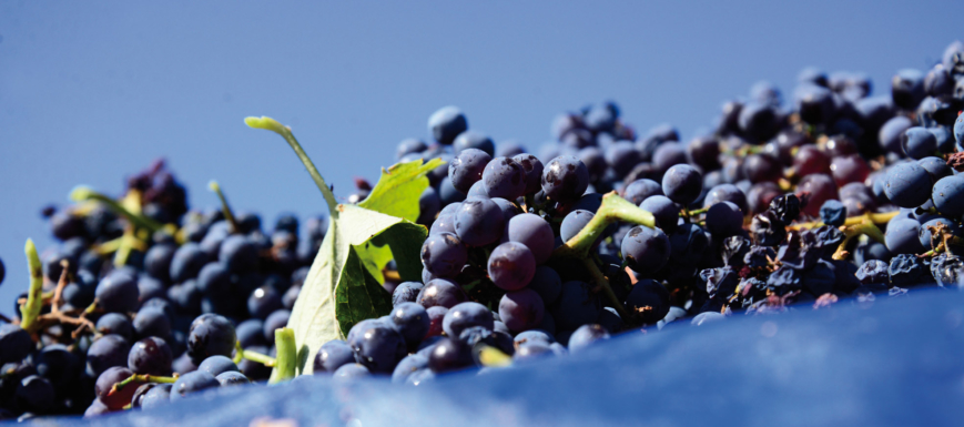 uvas