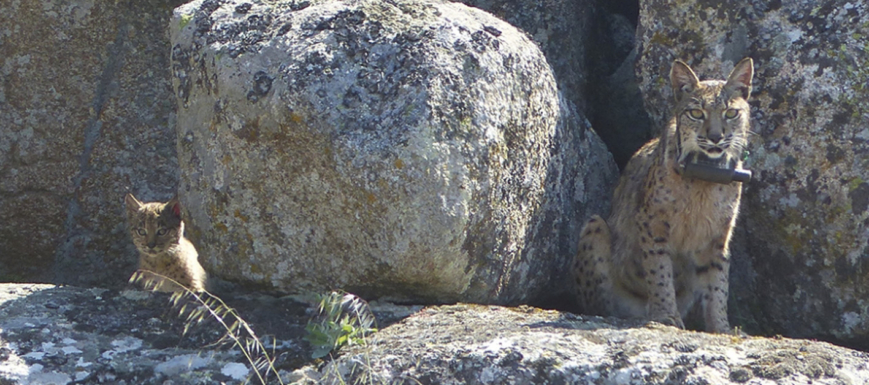 Linces en los Montes de Toledo