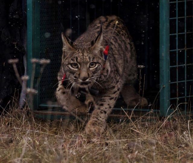 Foto de archivo de un individuo de lince ibérico