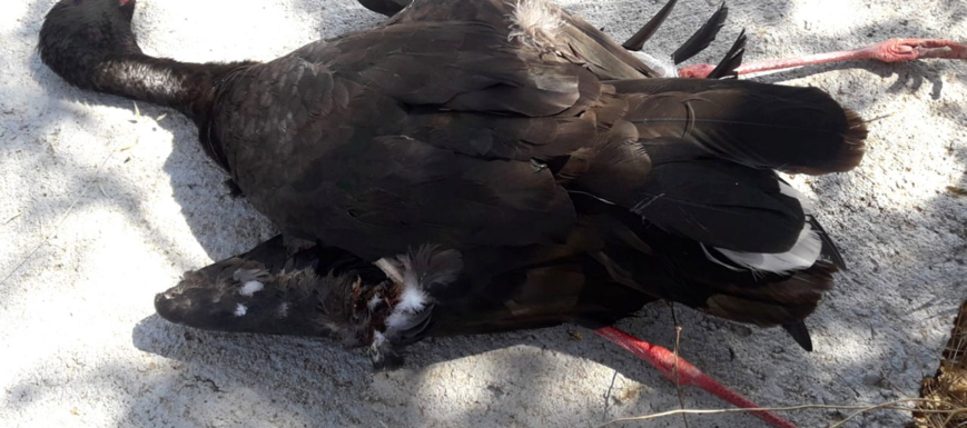 ciguena_negra_electrocutada