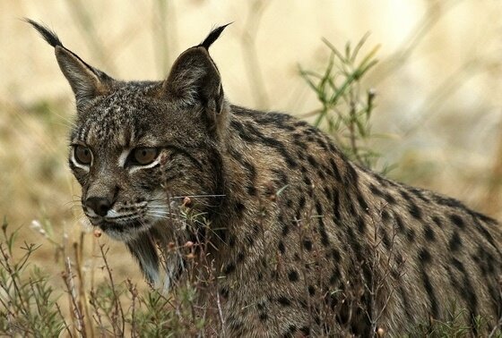 Lince ibérico