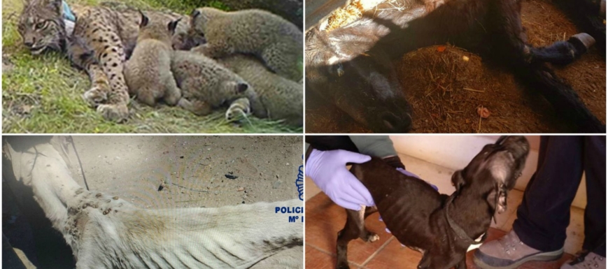 maltrato_animal_clm_1