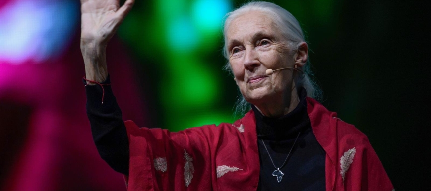 La primatóloga Jane Goodall