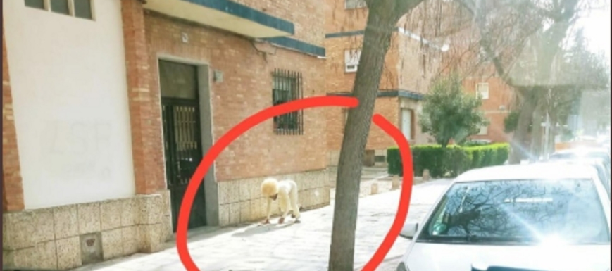 hombre_disfrazado_poligono